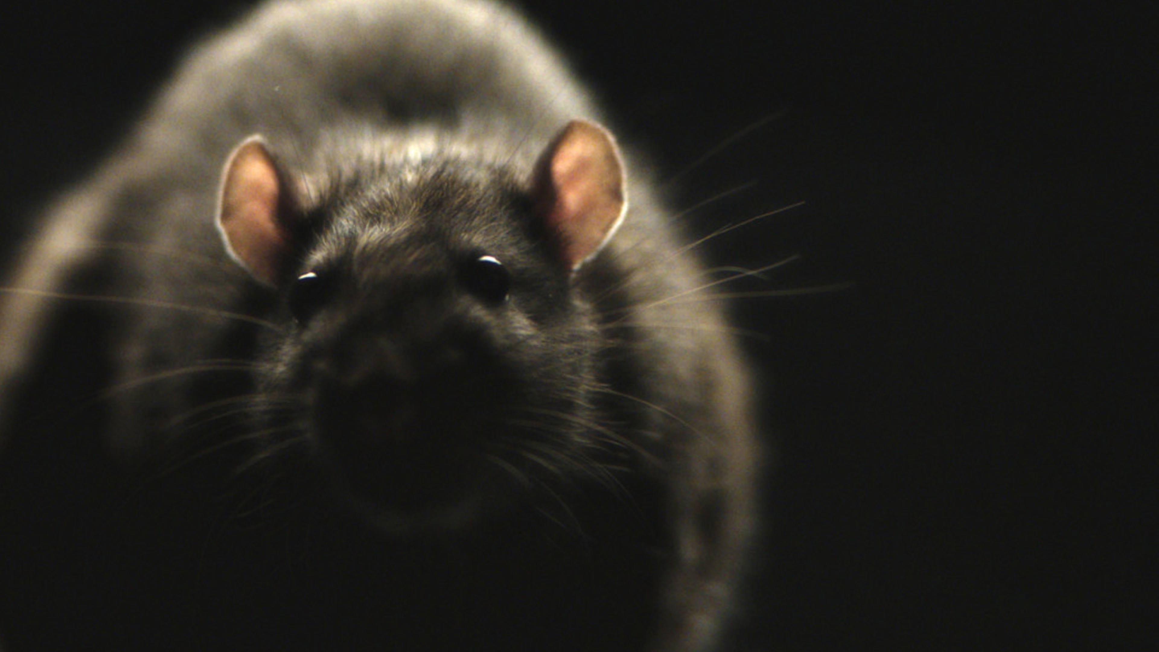 Morgan Spurlock\'s Rats Trailer Will Make You Scared To Sit On A NYC ... Morgan Spurlock\'s Rats Trailer Will Make You Scared To Sit On A NYC ...