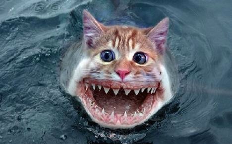 http://www.slashfilm.com/wp/wp-content/images/cat-shark.jpg
