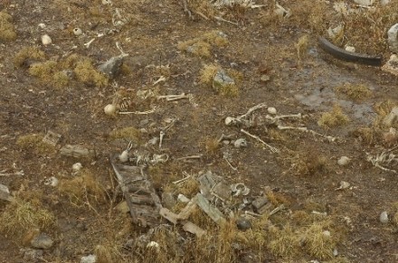 fake_bones-440x291.jpg