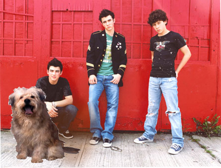 The Jonas Brothers to Star in Farrelly Brothers Family Comedy?!