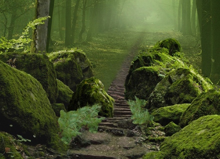 robin hood forrest robin hood forrest