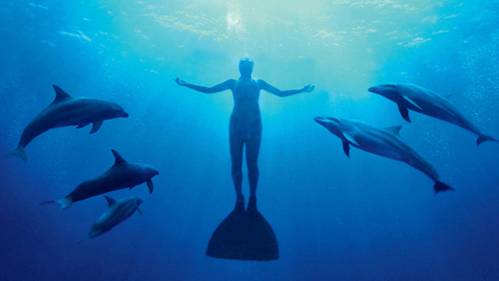 The Cove” width=