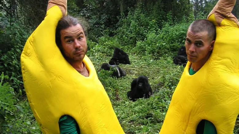 Chris Pontius and Steve-O stare into the camera while wearing banana costumes in front of gorillas in Wildboyz