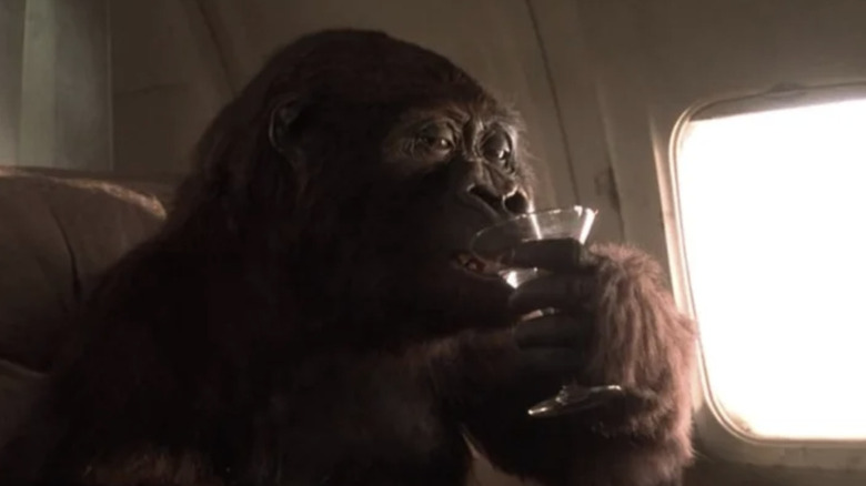 Amy the gorilla sips a martini in Congo