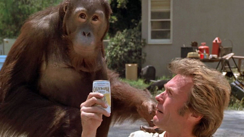 Clint Eastwood as Philo Beddoe and Manis the Orangutan as Clyde in Every Which Way But Loose, as Philo offers Clyde a canned beverage.