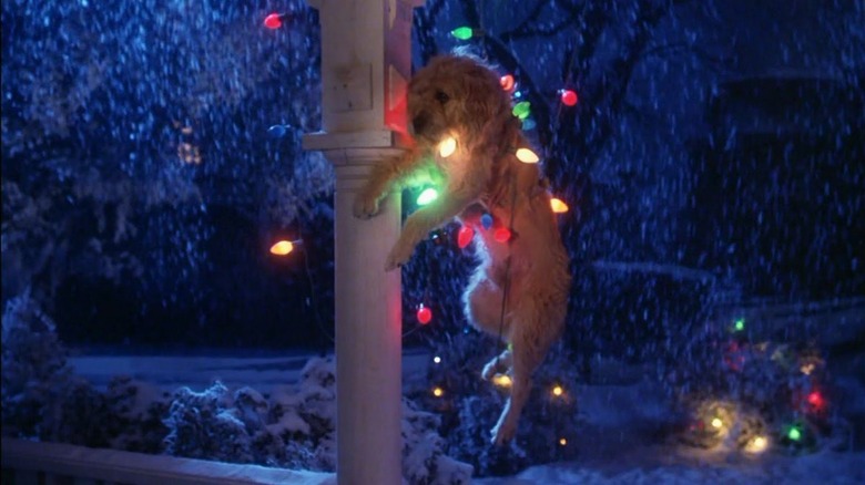Mushroom the dog in "Gremlins."