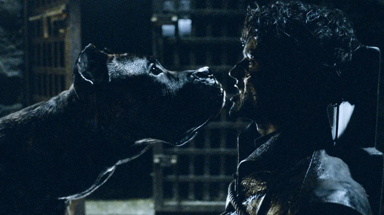 A hound sniffs Ramsay Bolton (Iwan Rheon) up close in Game of Thrones