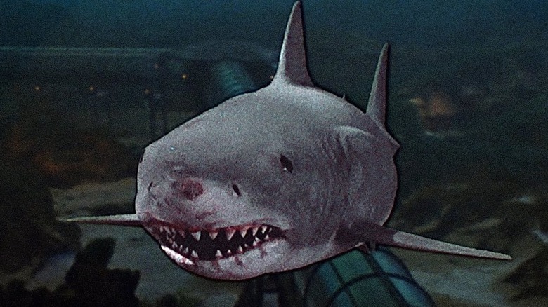 The shark attacks sea world