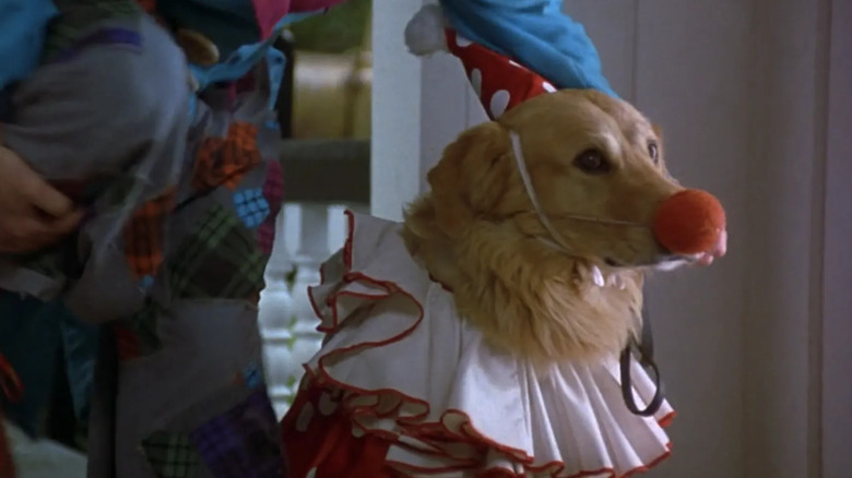 The titular Aid Bud, or Buddy, in Air Bud,