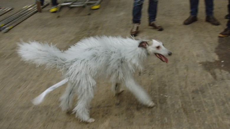 Dog wearing crystal critter costume