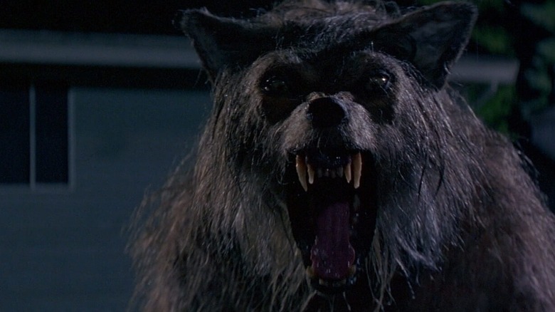 The werewolf, on the prowl in Bad Moon