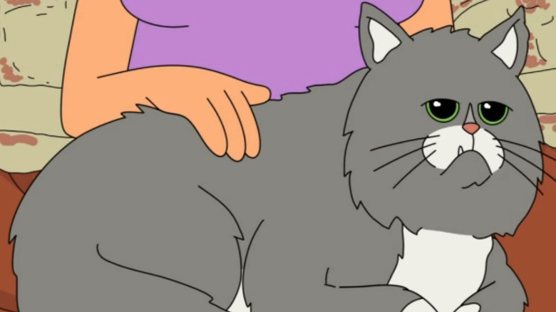 A fluffy grey and white cat sits on a woman's lap