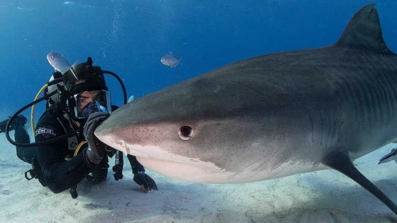 eli roth fin diver pets shark nose