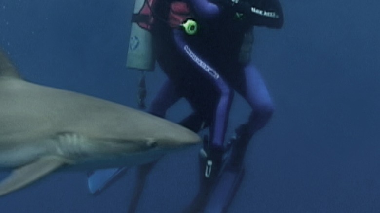 shark open water