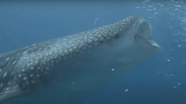 sharks 3d underwater footage