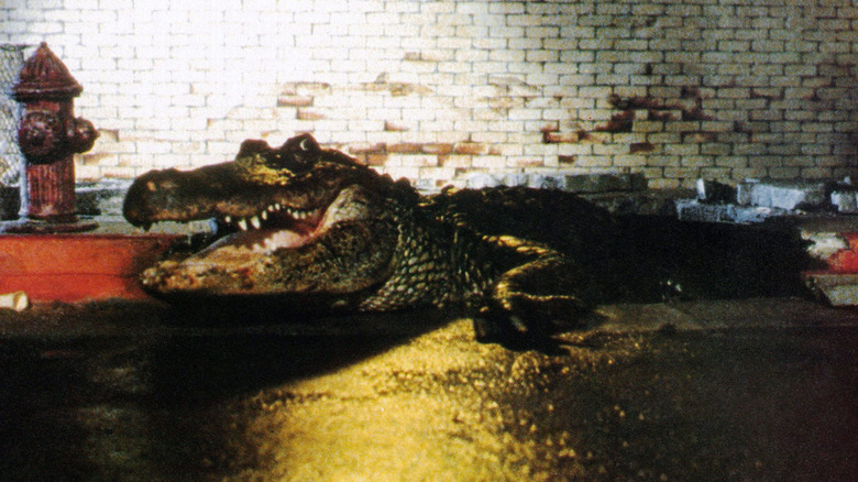 Alligator on the street