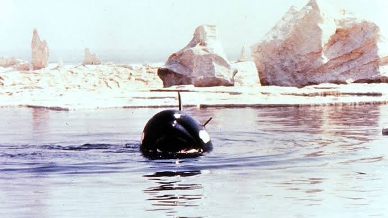 The killer whale Orca