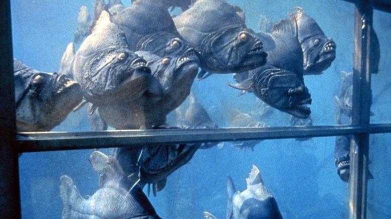 Piranhas swarm in a tank