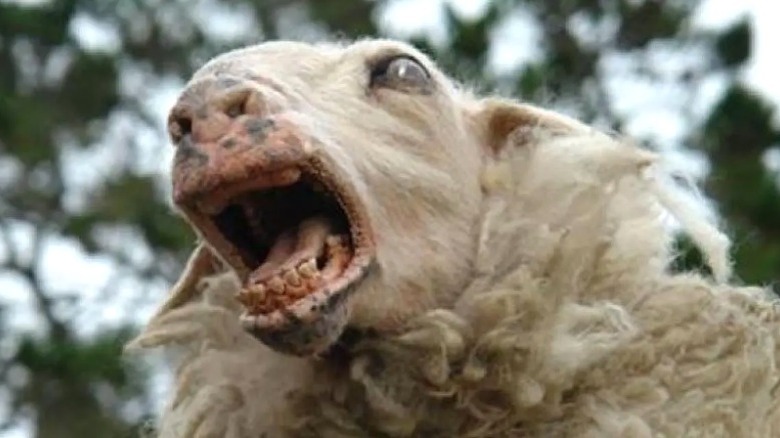 The lambs are screaming.
