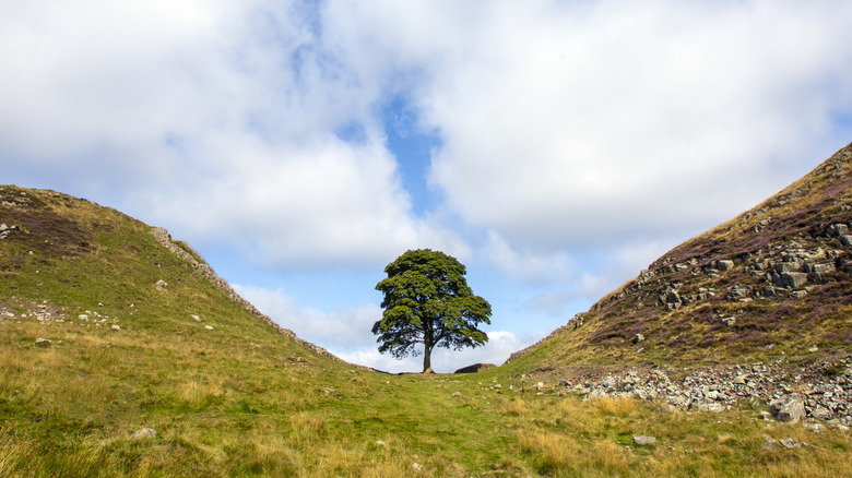 SYCAMORE GAP Tree before it was cut in front of a cloudy sky