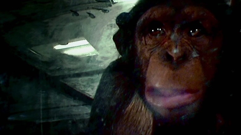 Un chimpanzé en colère dans 28 jours plus tard