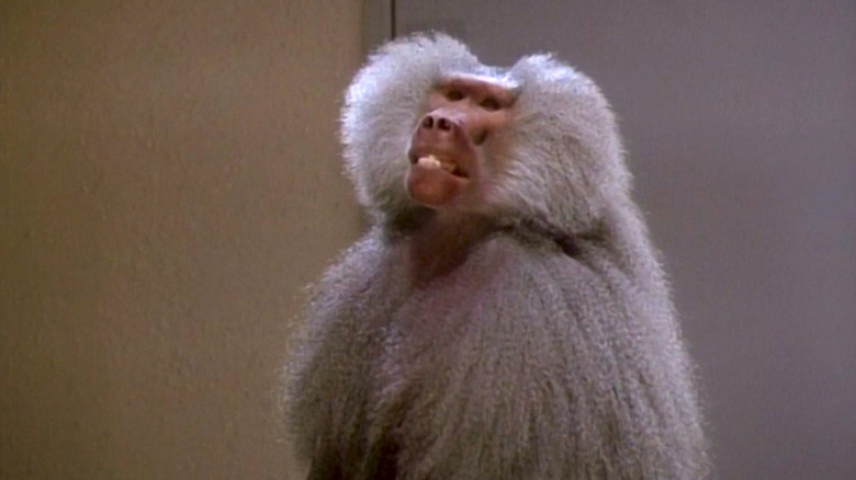 Shakma the baboon in Shakma