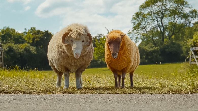 Mopple and Lily looking at the road scared in The Sheep Detectives