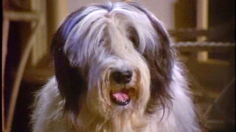 Lord Nelson in all his shaggy glory as Ladadog in Please Don't Eat the Daisies