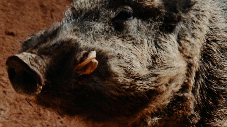 A closeup of a boar in Razorback