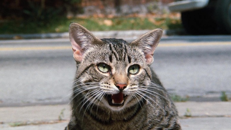A cat hissing and baring its teeth in Cat's Eye