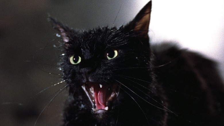 An evil cat in Tales from the Darkside: The Movie