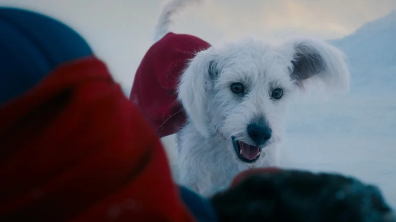 Krypto waits enthusiastically by Superman's side in Superman