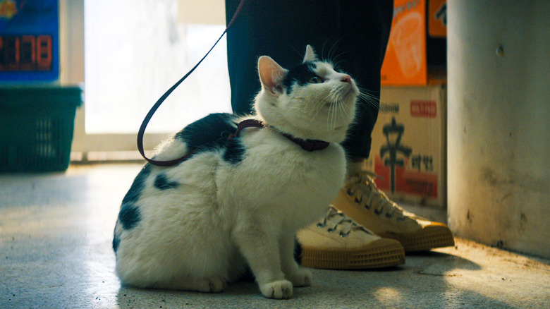 Frodo, o gato em Um Lugar Silencioso: Primeiro Dia