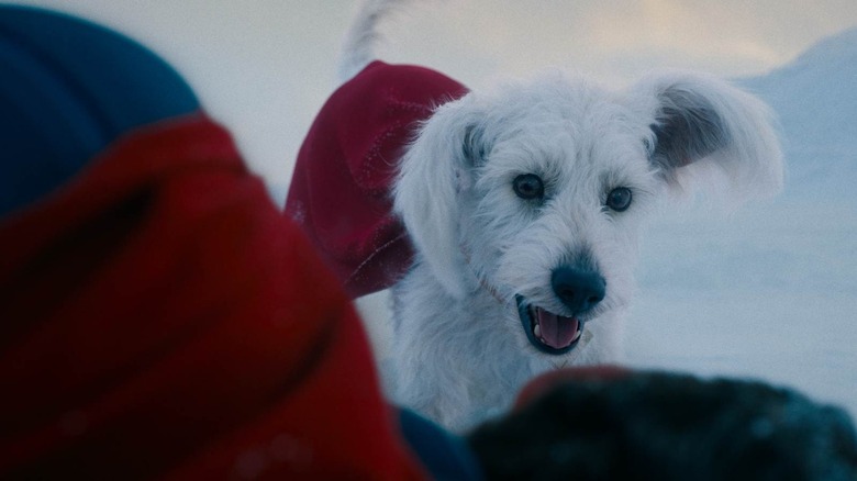 Krypto looking down at Superman on the ground in Superman (2025)