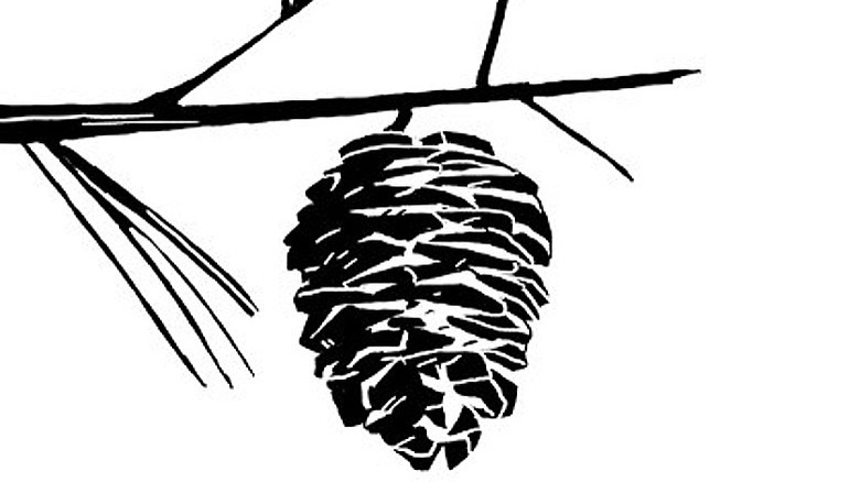Pine cone hanging on tree pinocchio