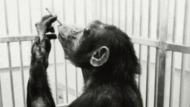 monkey smoking cigarette