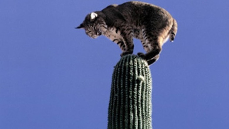 cat on a cactus