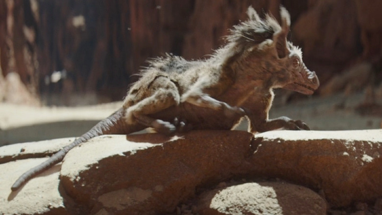 A womp rat on The Book of Boba Fett