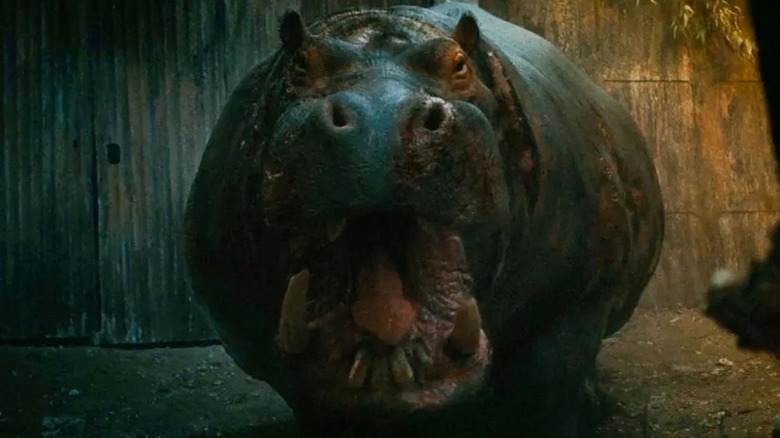 The hippo with its mouth wide open in Hungry