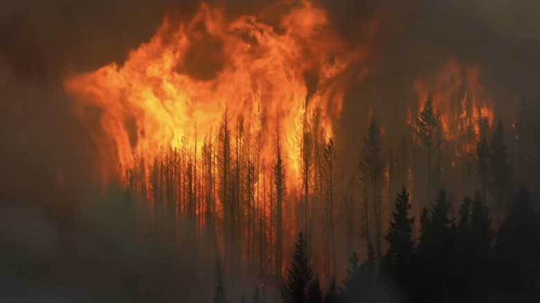 A line of trees burn in 2073