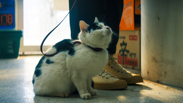 A Quiet Place Day One bodega cat