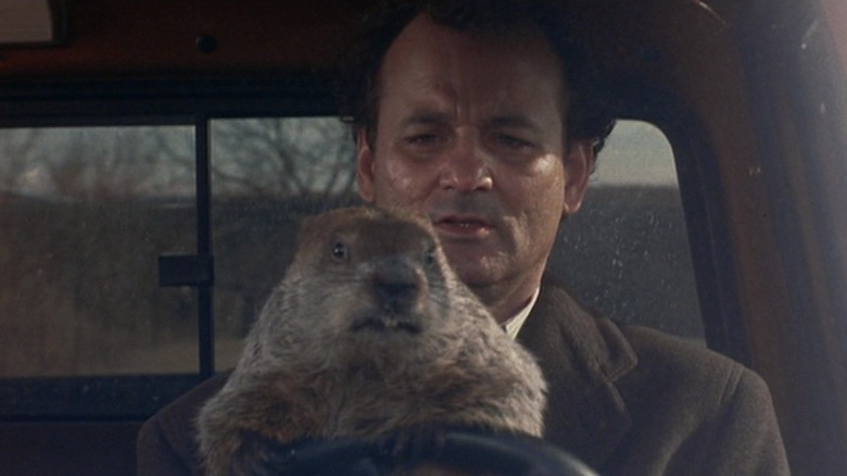 A groundhog sitting in the lap of Bill Murray as Phil Connors as he drives in Groundhog Day