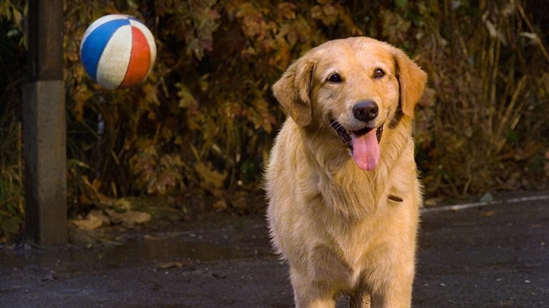 Buddy, a basketball bouncing behind him, in Air Bud