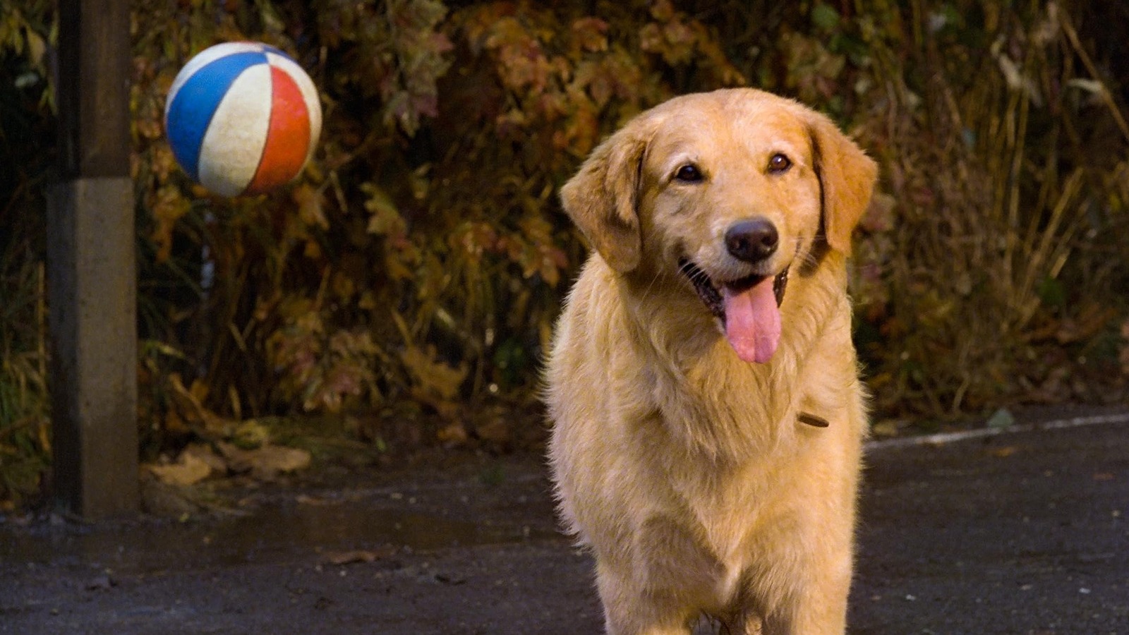 Air Bud director Charles Martin Smith wanted to call the film something else, but his original title had just barely been used by another movie about an animal.