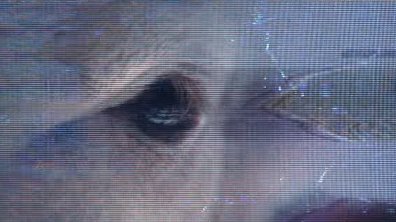 A white-furred animal's eye in Alien: Earth