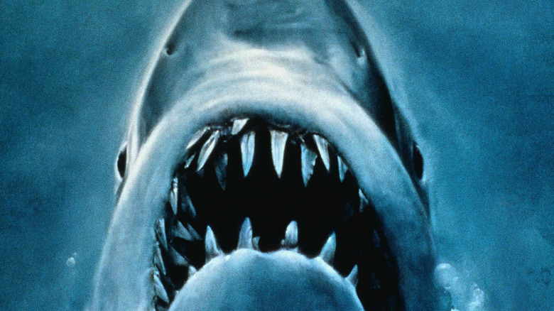 Jaws real shark close-up