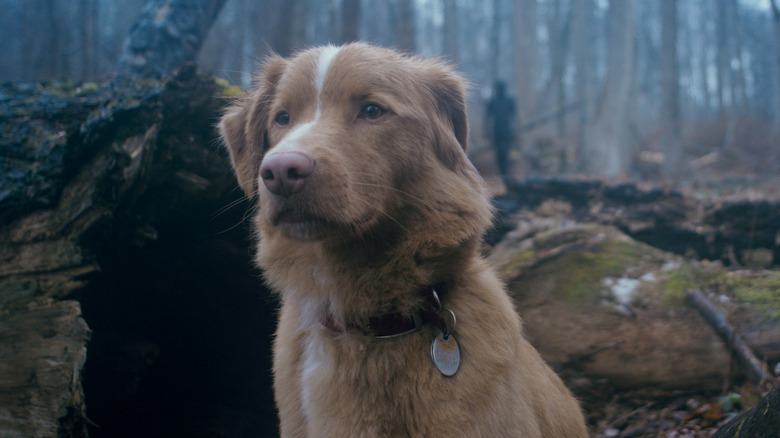 Indy the dog sitting in a woodland area in 