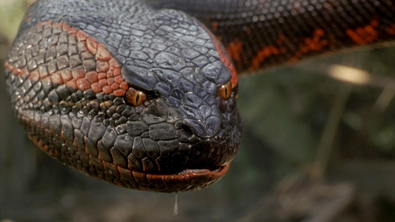 Anaconda's Animatronic Snake Wasn't Easy To Work With