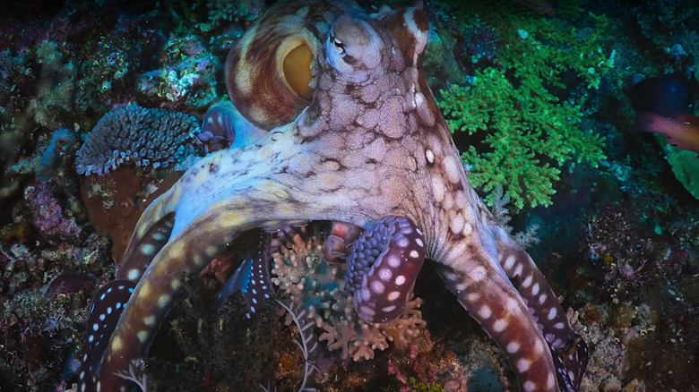 Octopus