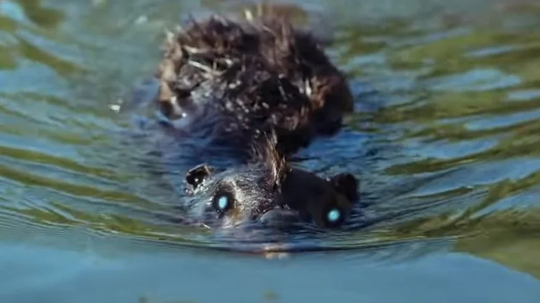 A Zombeaver emerges!